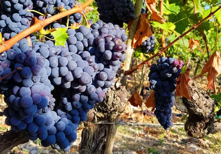 Dojrzałe kiście winogron Sangiovese, idealne na pyszne **chianti wine**, wiszą na winorośli w słoneczny dzień.
