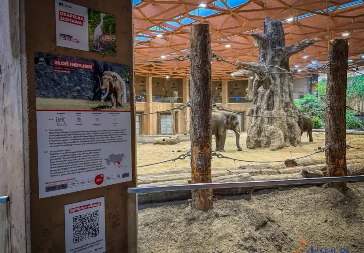 Słonie w zoo – świetne łódź atrakcje dla młodzieży! Poznaj słonia indyjskiego i czaplę złotawą.