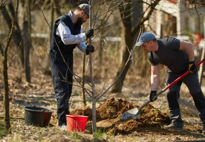 Dwóch mężczyzn sadzi drzewko. Jeden przytrzymuje pień, drugi kopie ziemię. Może to orzech włoski, który Jacek zasadził w ogrodzie.