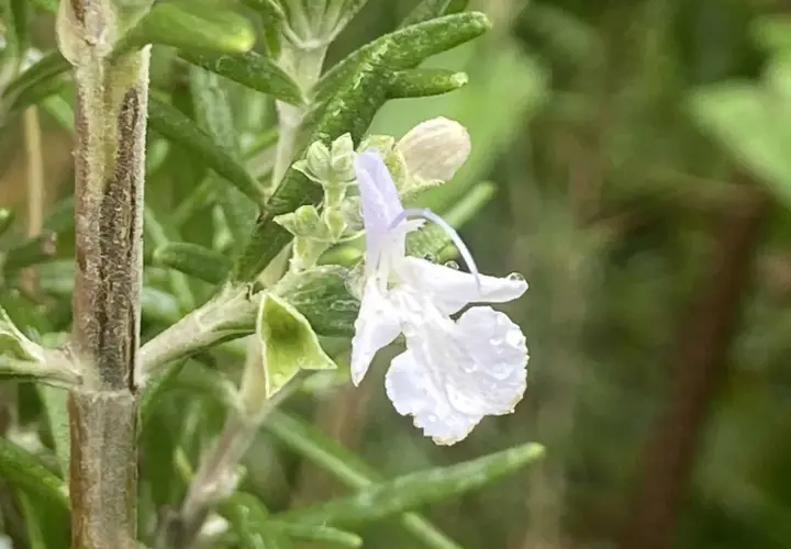 Une délicate fleur de romarin, ornée de perles de rosée, s'épanouit sur une tige verte.