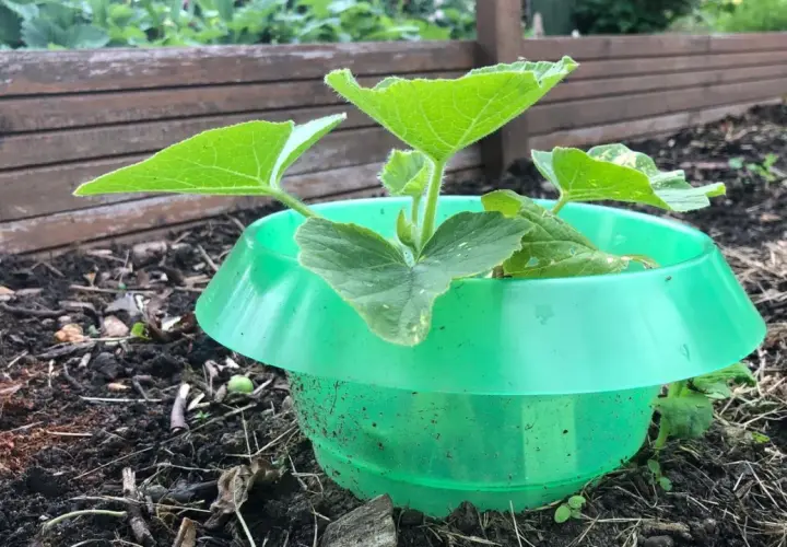 Jungpflanze im grünen Schneckenschutz. Die Blätter sind frisch und grün, die Erde ist dunkel und feucht. Ein kleiner Schutz gegen astern schnecken.