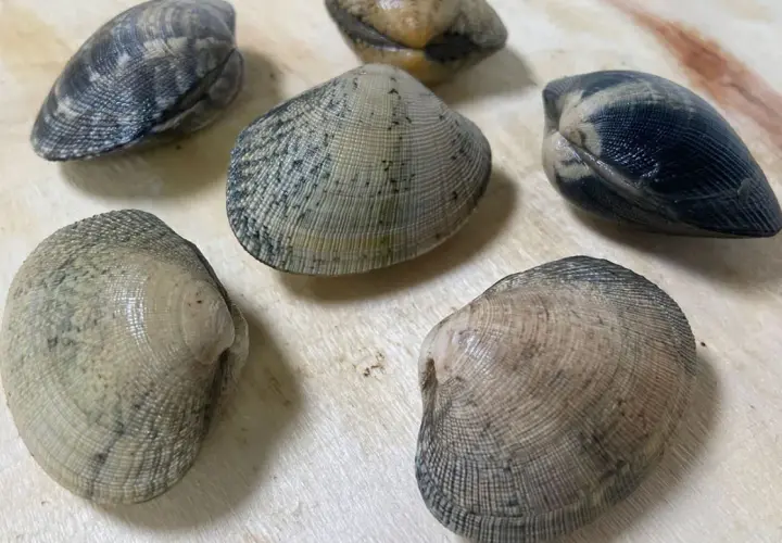 Seis almejas finas gallegas, con sus conchas rayadas y tonos grises y marrones, descansan sobre una superficie de madera clara.