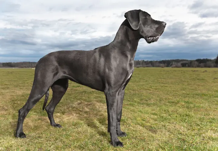 Un majestuoso Gran Danés, digno de estar entre los top 5 perros más grandes del mundo, posa en un campo verde.