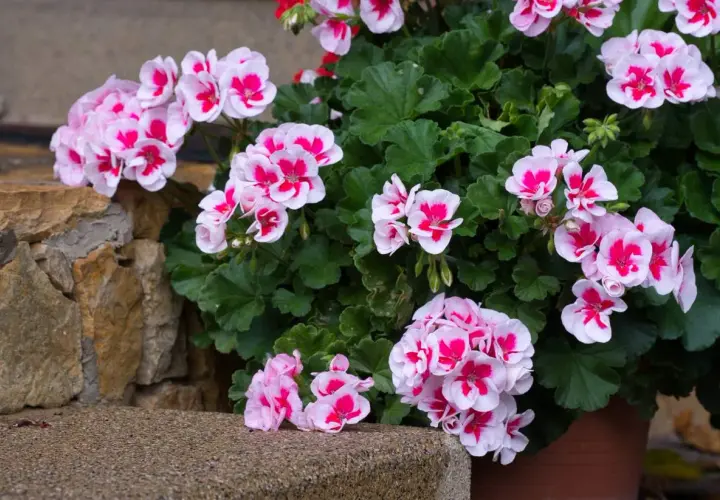 Piękna pelargonia w doniczce, kwitnąca na różowo i biało. Widać, że ma dobrą ziemię, bo jest bujna i pełna kwiatów.