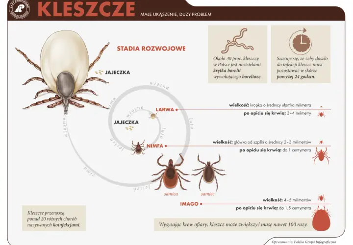 Czy kleszcz sam odpadnie? Ryzyko, usuwanie i choroby - poznaj fakty