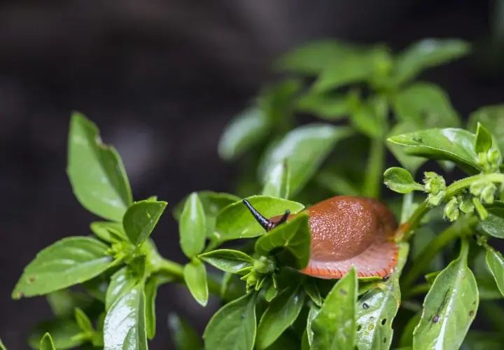 Lumaca marrone su foglie di basilico mangiucchiato.
