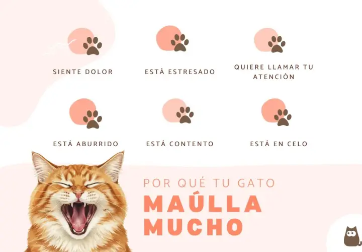 Un gato naranja bosteza, con seis iconos de huellas de pata que explican por qué mi gato maulla mucho por la noche: dolor, estrés, atención, aburrimiento, contento o celo.