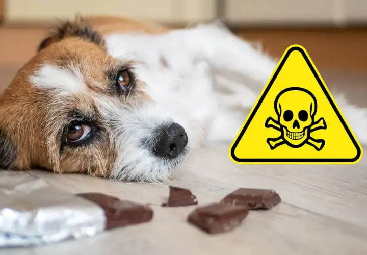 Ein trauriger Hund liegt neben Schokoladenstückchen und einem Warnschild. Xylit ist für Hunde hochgiftig!