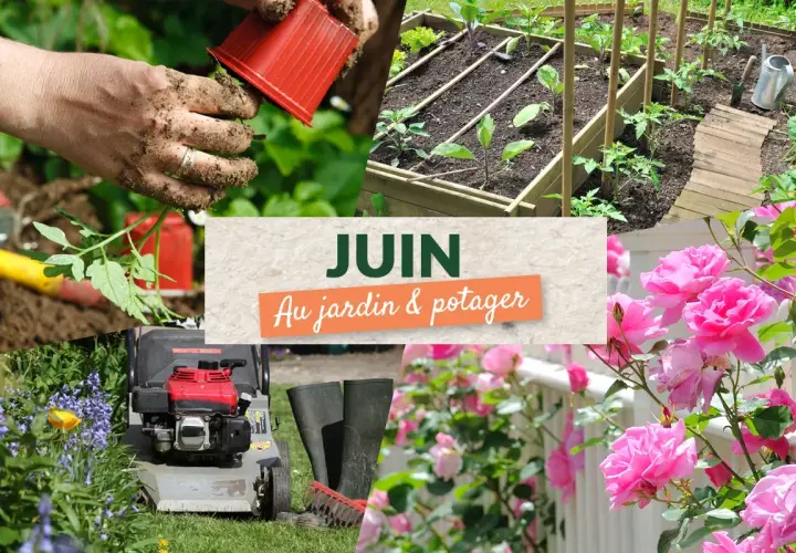 Juin au potager : des mains plantent des tomates, un carré potager est prêt, des roses éclosent.