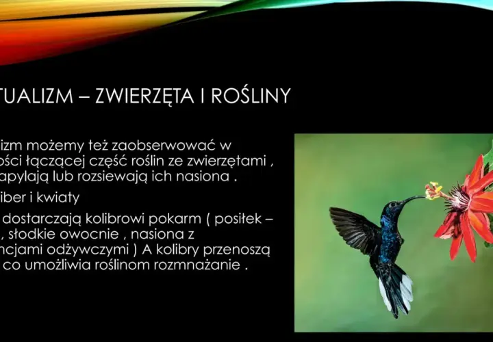 Koliber z długim dziobem pobiera nektar z czerwonego kwiatu, ilustrując protokooperację między zwierzętami a roślinami.