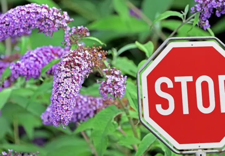 Ein rotes Stoppschild steht vor einem blühenden Sommerflieder. Der Sommerflieder ist verboten, aber seine lila Blüten sind trotzdem schön.