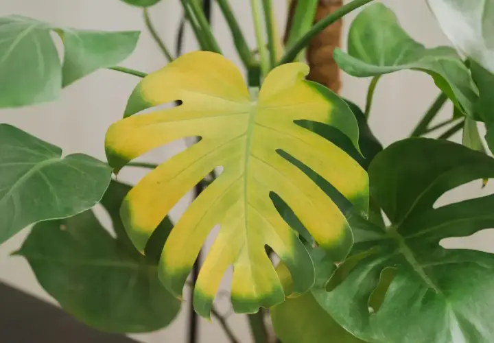 Monstera z żółknącym liściem, otoczona zielonymi liśćmi.