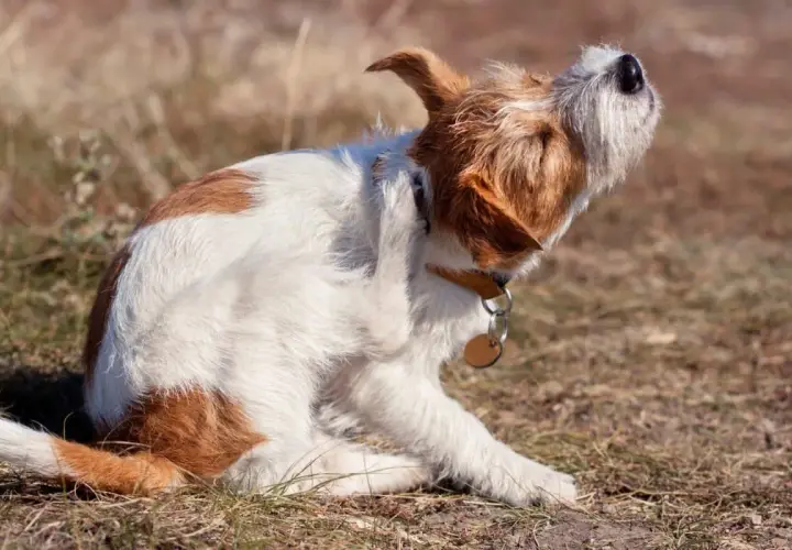 Un cane che si gratta e mordicchia con la zampa, forse infastidito da un insetto o da un prurito.