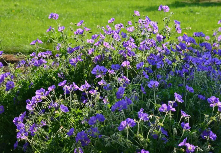 Kwitnący geranium kwiat w odcieniach fioletu i niebieskiego, otoczony zieloną trawą.