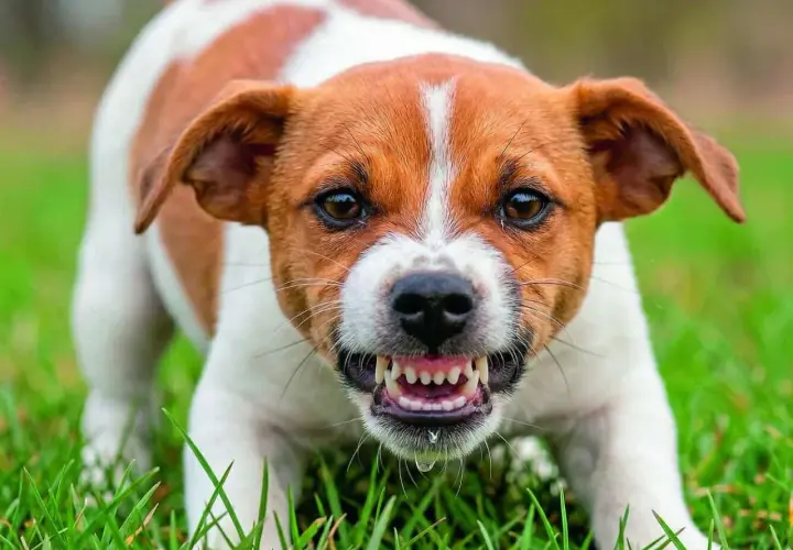 Ein Hund knurrt, zeigt Zähne und sabbert. Vielleicht fragst du dich, warum knurrt mein Hund andere Hunde an?
