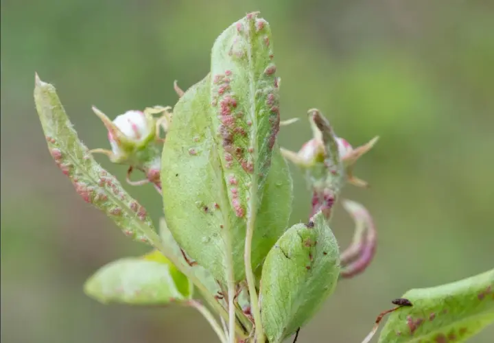 Feuilles de poirier atteintes par le phytopte du poirier, avec de petites pustules rouges et des bourgeons floraux.