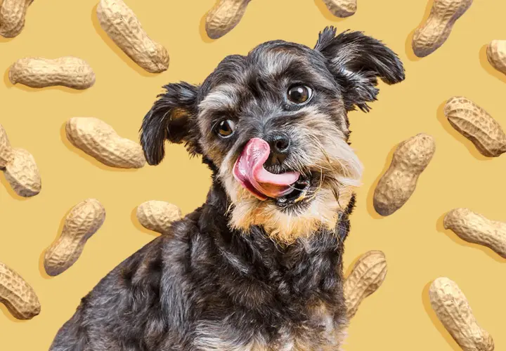 A scruffy dog with its tongue out, surrounded by peanuts. This image playfully asks, "Can dogs have peanuts?
