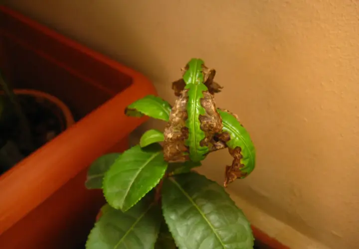 Foglie di camelia con macchie marroni e secche, indicative di malattie della camelia. Immagini che mostrano i sintomi.