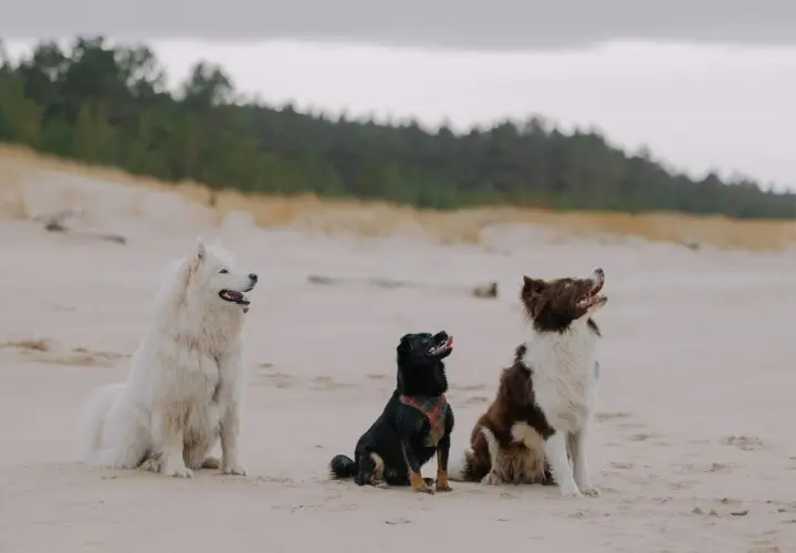 Tres perros, un blanco lanudo, uno negro y uno marrón y blanco, disfrutan de un día en las playas para perros de Cantabria.