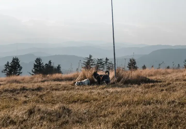 Dwa psy, jeden biały, drugi ciemny, cieszą się spacerem gdzie w góry z psem. Trawiaste wzgórze, sosny i łagodne pasma górskie w tle.