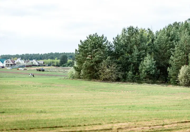 Zielona łąka, na której pasie się krowa, sąsiaduje z lasem. W oddali widać domy i ciężarówkę, co sugeruje odlesienie działki pod zabudowę.