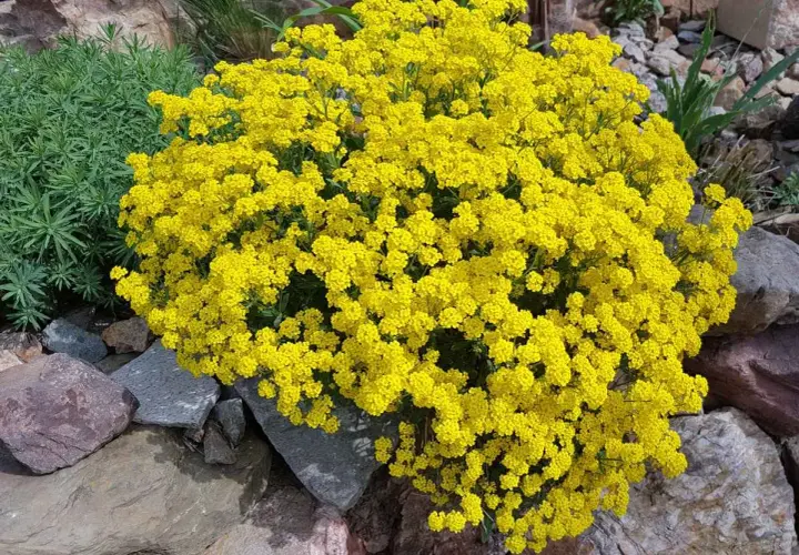 Un buisson de corbeille d'or éclatant, parsemé de petites fleurs jaunes vives, se dresse fièrement parmi des rochers gris et bruns.