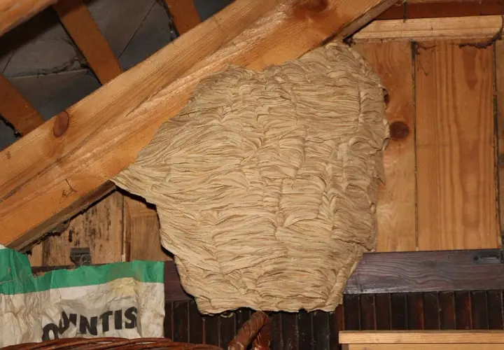 Gros nid de frelons dans un grenier, prêt à être détruit.