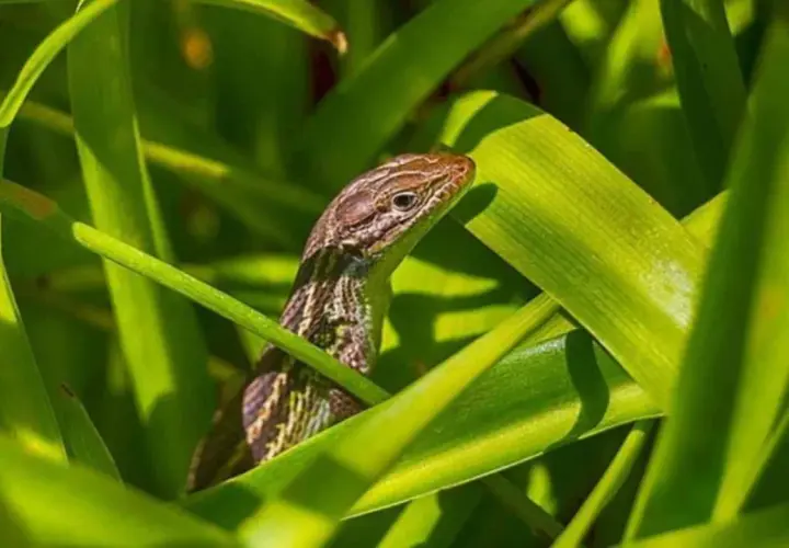 Lagartija bebé entre hojas verdes, curiosa por saber qué comen las lagartijas bebés.