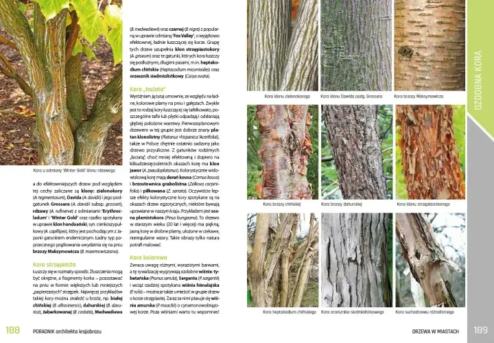 Szukasz idealne **jakie drzewo do ogrodu**? Zobacz klony o zielonej korze, brzozy łuszczące się i inne ozdobne gatunki.