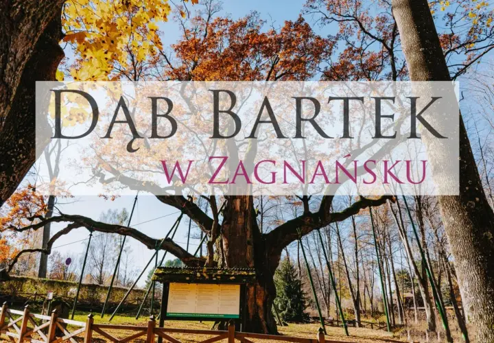 Dąb Bartek w Zagnańsku, majestatyczne drzewo w jesiennej szacie, otoczone drewnianym ogrodzeniem i tablicami informacyjnymi.