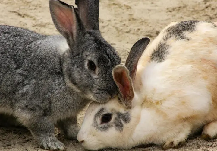 Dos conejos, uno gris y otro blanco con manchas, se acurrucan. Aunque no se ven enfermedades de conejos a humanos, la cercanía es tierna.