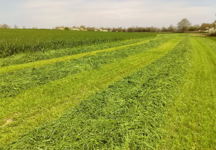 Champs de verdure coupée en rangées, prêts pour le conservateur ensilage herbe. Le soleil éclaire les brins d'herbe fraîchement fauchée.