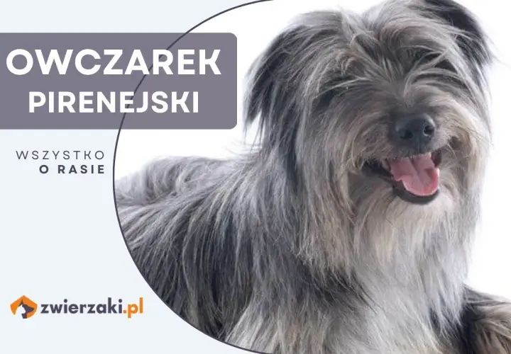 Uśmiechnięty owczarek pirenejski z długą, szarą sierścią.