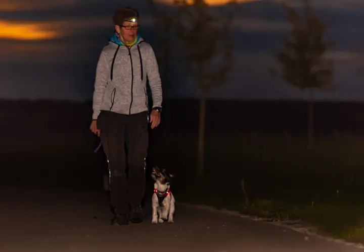 A woman with a headlamp walks her dog at dusk. The dog, wearing a reflective harness, looks up at her, proving that dogs can see in the dark.
