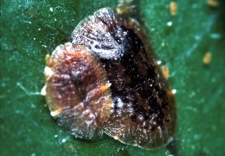 Gros plan d'une cochenille à carapace brune et noire sur une feuille verte. De petites cochenilles orange sont visibles en arrière-plan.