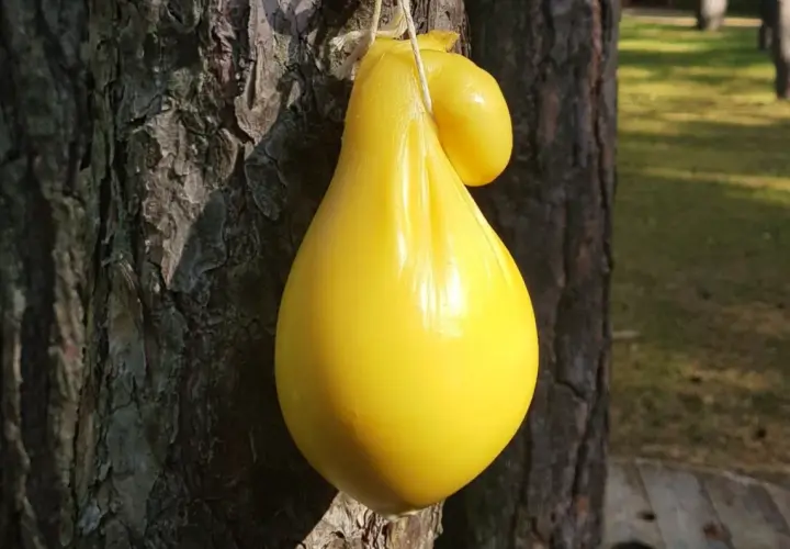 Żółty ser scamorza w kształcie gruszki wisi na sznurku przy drzewie.
