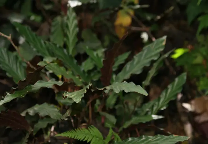 Liście calathea rufibarba o falistych brzegach, ciemnozielone z jaśniejszymi żyłkami, tworzą gęsty kobierzec w wilgotnym lesie.