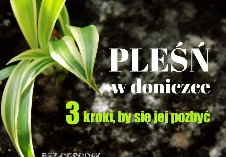 Domowe sposoby na pleśń na roślinach. Zdjęcie przedstawia zieloną roślinę w doniczce z napisem "Pleśń w doniczce - 3 kroki, by się jej pozbyć".