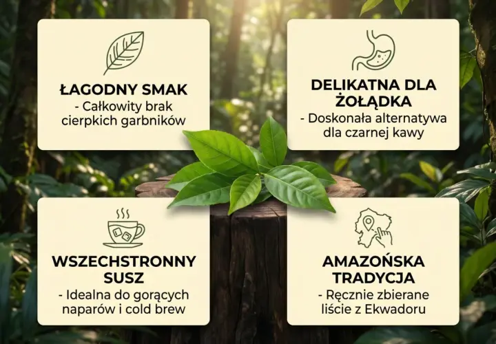 Guayusa: łagodny smak, delikatna dla żołądka, wszechstronny susz. Jak parzyć? Idealna do gorących naparów i cold brew.