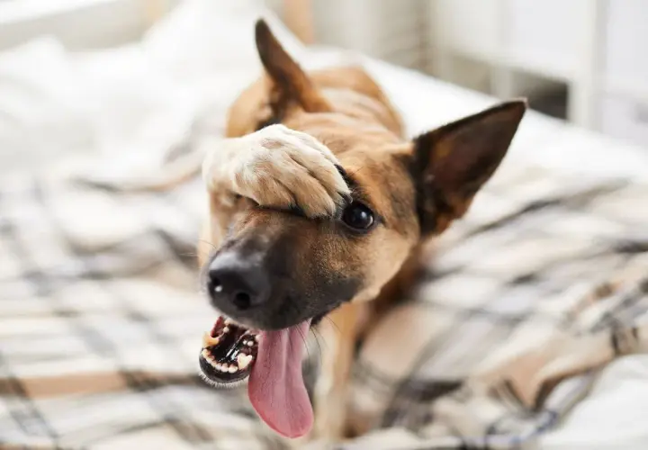 Ein Hund mit Schluckauf versteckt sein Gesicht mit der Pfote. Seine Zunge hängt heraus, als ob er sich schämt.
