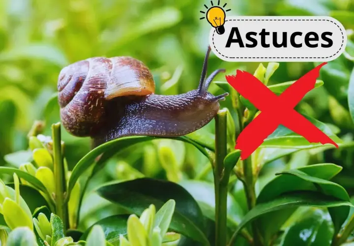 Un escargot sur une feuille verte, avec un "X" rouge et le mot "Astuces". Un remède de grand-mère contre les escargots.