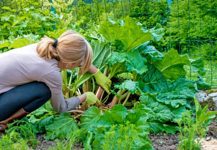 Une femme en bottes et gants verts cueille la rhubarbe dans un jardin luxuriant. Le moment idéal pour savoir quand cueillir la rhubarbe est quand les tiges sont bien développées.