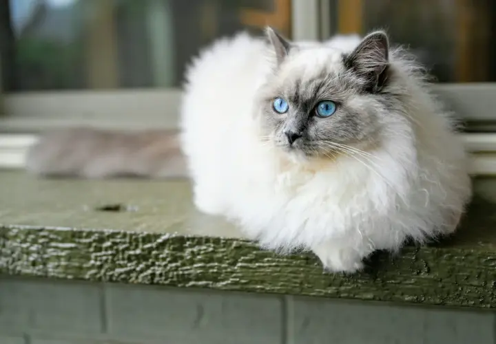 Puszysty kot rasy ragdoll z niebieskimi oczami siedzi na zielonej desce.