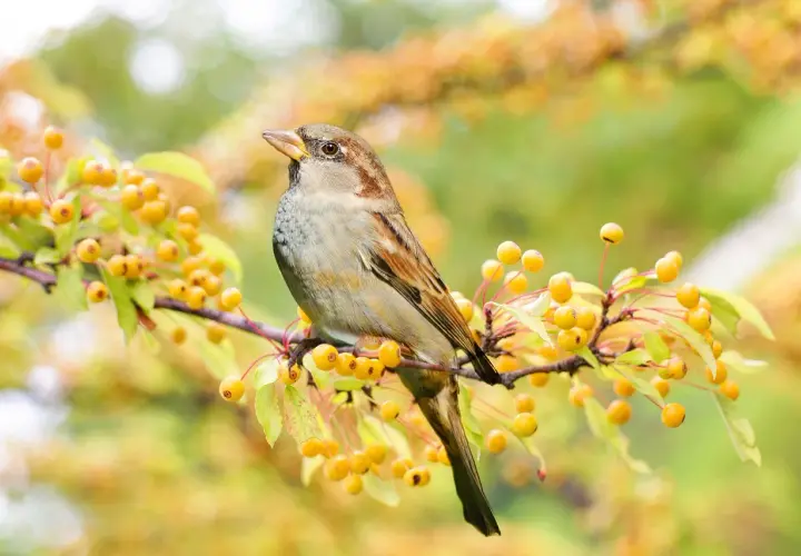 Ein Spatz sitzt auf einem Ast mit gelben Beeren. Er könnte sich fragen, was fressen Spatzen, während er die Früchte betrachtet.