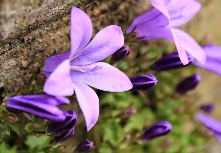 Fioletowa campanula w doniczce, z pąkami i otwartymi kwiatami, delikatnie opiera się o kamień.