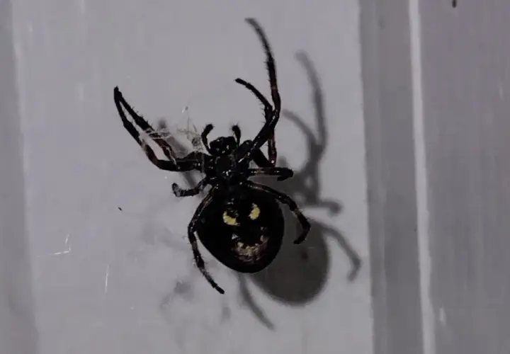 Stor svart spindel med gula markeringar på ryggen, som ser ut som ett ansikte, sitter på en vägg.