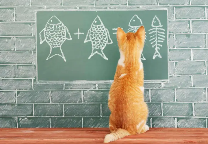 Un gatito naranja mira una pizarra con dibujos de peces y un esqueleto de pez, como si estuviera aprendiendo cómo se comunican los gatos.