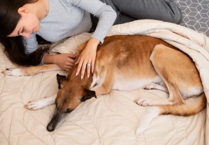 Mujer acaricia a su perro, que parece cansado. Mi perro no quiere comer y solo quiere dormir, acurrucado bajo una manta.