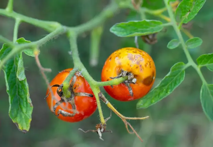 Pomodori acerbi con macchie gialle e marroni, segni di **virosi pomodoro**. Le foglie circostanti sono verdi ma leggermente appassite.