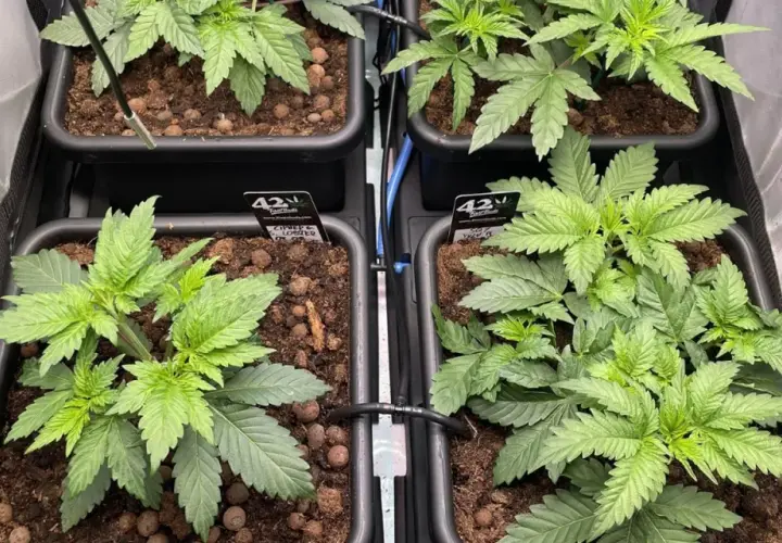 Giovani piante di scrog weed in vasi, pronte per la crescita.